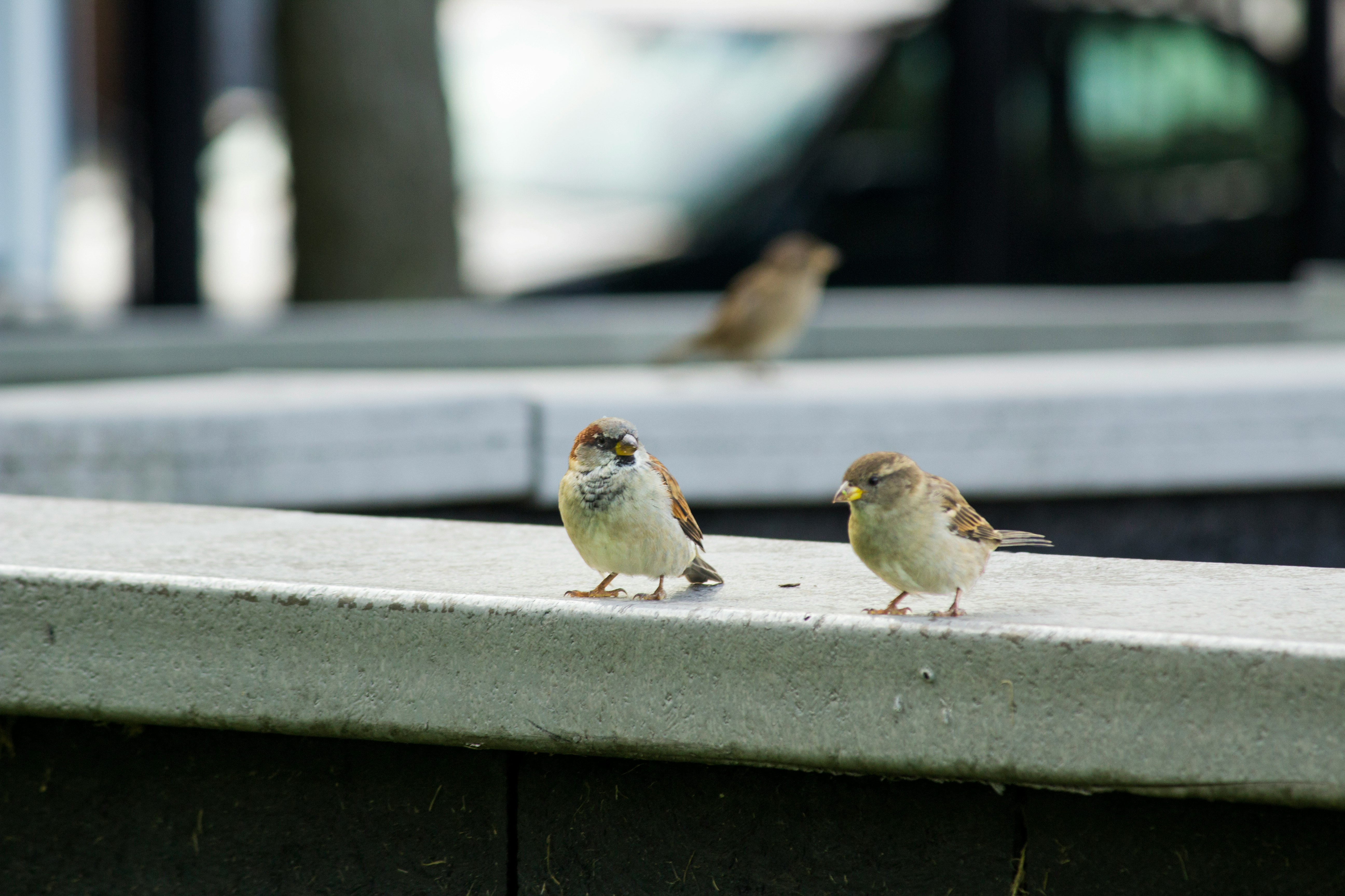 two birds perched on concrete ledge
